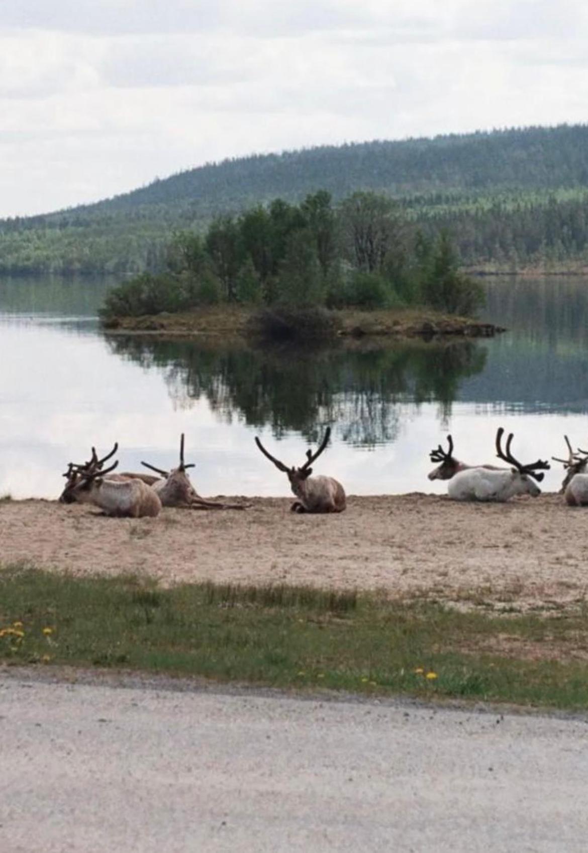 1125 Fjaellstugan Lofsdalen Buitenkant foto